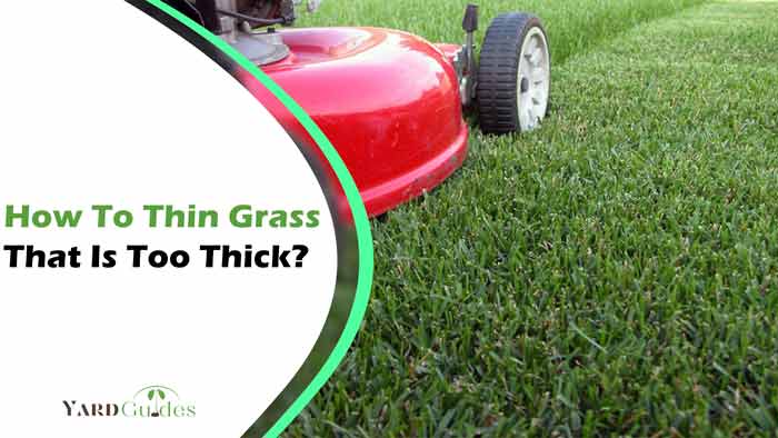 How To Thin Grass That Is Too Thick